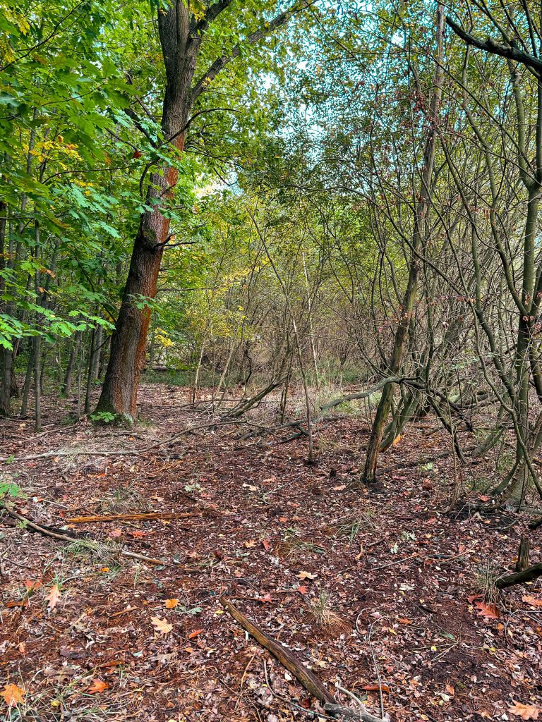 roitzsch-projektwald-09